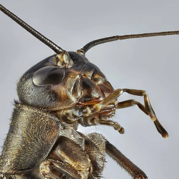 Cricket Marrom Isolado Fundo Cinza Macro Close Empilhamento Foto — Fotografia de Stock