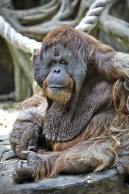 Hayvanat bahçesinde yetişkin erkek orangutan portresi. Görüntüyü Kapat