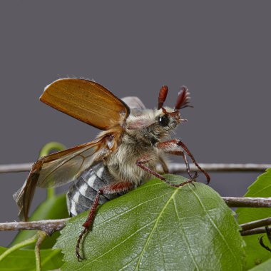Yakın çekim makro fotoğraf huş ağacının yaprak üzerinde Mayıs-hata böceği (Cockchafer, baktım Vulgaris)