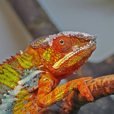 Renkli panter bukalemun (Furcifer pardalis) yakın çekim fotoğraf Hayvanat Bahçesi