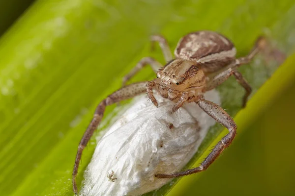 Makro Der Hellbraunen Spinne Einer Krabbe Mit Einem Eierbeutel Auf — Stockfoto