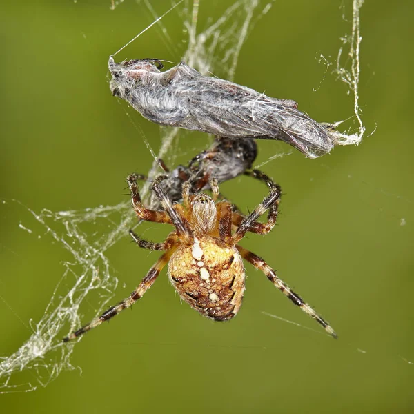 十字スパイダー Araneus Diadematus Web で虫をキャッチしました マクロ写真 — ストック写真