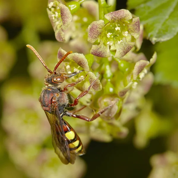 Flower wasp in the summer garden taking a honey dew. Macro photo