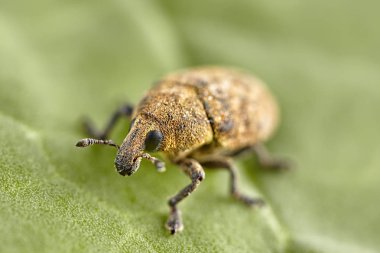 Kısa burunlu burnu böceği veya yaprak üzerinde weevil. Makro fotoğraf