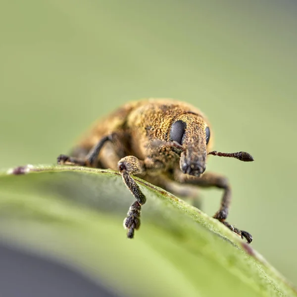 Kurznasenkäfer Oder Rüsselkäfer Auf Blatt Makrofoto — Stockfoto