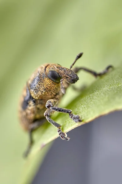 Kısa Burunlu Burnu Böceği Veya Yaprak Üzerinde Weevil Makro Fotoğraf — Stok fotoğraf