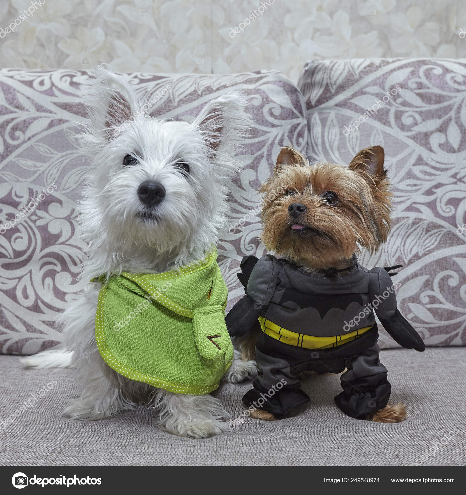 yorkshire white terrier