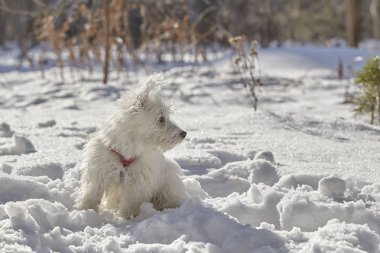 Batı dağlık beyaz korkunç kış orman içinde köpek yavrusu.