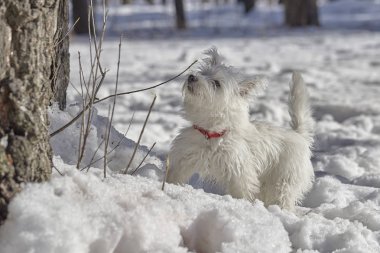 Batı dağlık beyaz korkunç kış orman içinde köpek yavrusu.