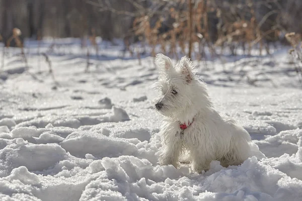 Κουτάβι δυτικά Highland λευκού σκύλου στο δάσος του χειμώνα. — Φωτογραφία Αρχείου
