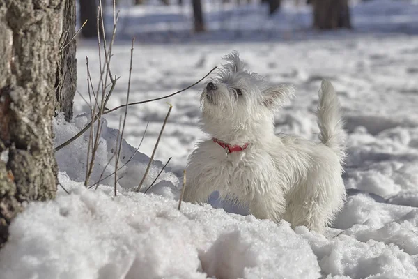 Chiot de West Highland White Terrier dans la forêt d'hiver . — Photo