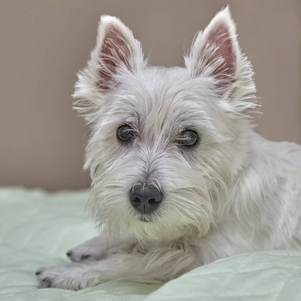 Małych West Highland Terrier szczeniak na łóżku człowieka — Zdjęcie stockowe