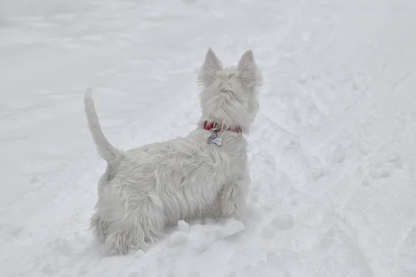 Cucciolo di West Highland White Terrier nella foresta invernale . — Foto Stock