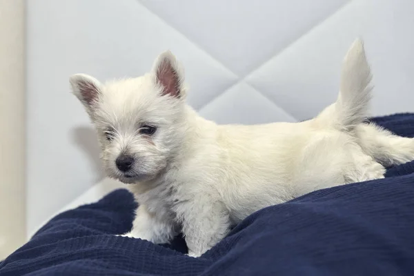 Piccolo West Highland Terrier Puppy sul letto umano — Foto Stock