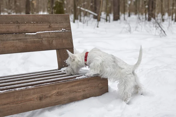 Chiot de West Highland White Terrier dans la forêt d'hiver . — Photo