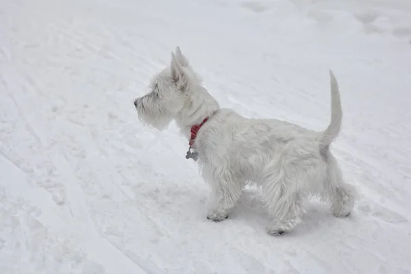 West Highland White Terrier téli erdőben, kölyök. — Stock Fotó