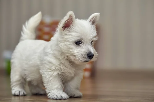 Małych West Highland Terrier szczeniak na łóżku człowieka — Zdjęcie stockowe