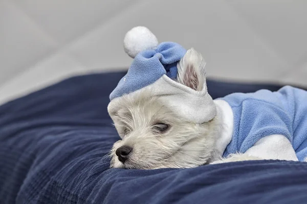 West Highland White Terrier puppy on a bed. — Stock Photo, Image