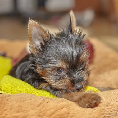 Yorkshire terrier köpek yavrusu köpek yatakta oturuyor