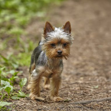 Yorkshire terrier ayakta yaz parkta