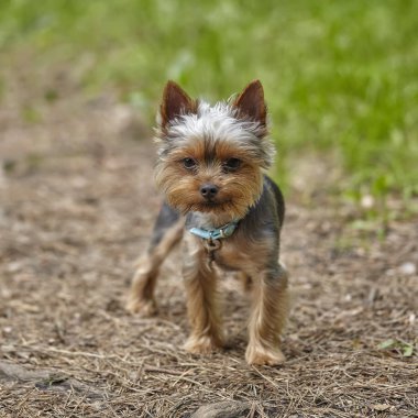Yorkshire terrier ayakta yaz parkta