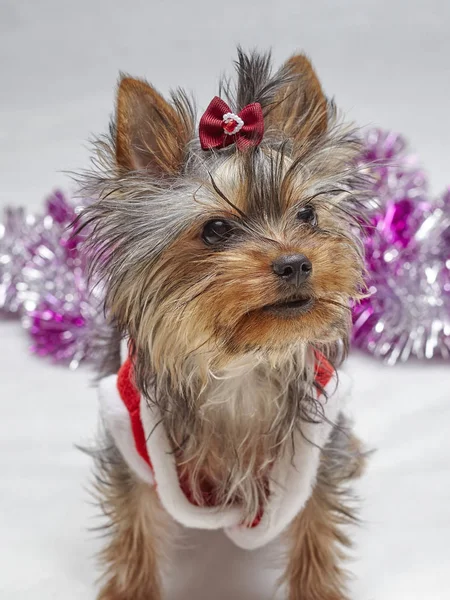 Beyaz arka plan üzerinde oturup Noel Baba şapkası Yorkshire terrier yavrusu — Stok fotoğraf