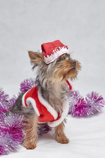 Yorkshire chiot terrier dans un chapeau de Père Noël assis sur fond blanc — Photo