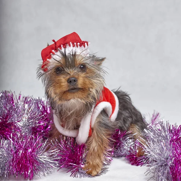 Beyaz arka plan üzerinde oturup Noel Baba şapkası Yorkshire terrier yavrusu — Stok fotoğraf