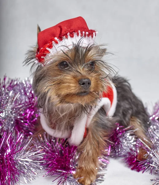 Beyaz arka plan üzerinde oturup Noel Baba şapkası Yorkshire terrier yavrusu — Stok fotoğraf