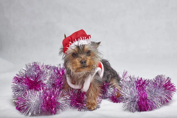 Yorkshire terrier puppy in a santa hat sitting on white background — Stock Photo, Image