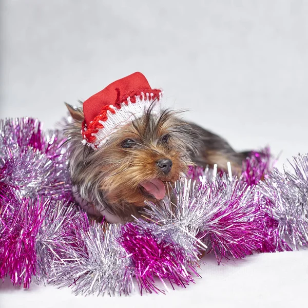Beyaz arka plan üzerinde oturup Noel Baba şapkası Yorkshire terrier yavrusu — Stok fotoğraf