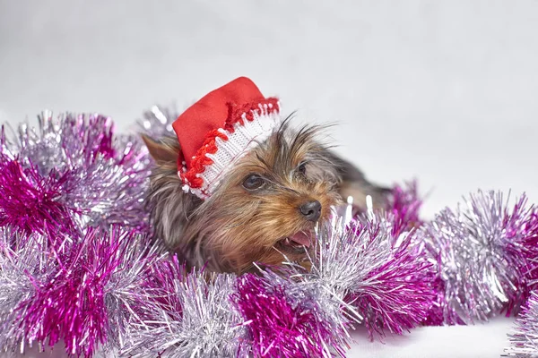 Beyaz arka plan üzerinde oturup Noel Baba şapkası Yorkshire terrier yavrusu — Stok fotoğraf