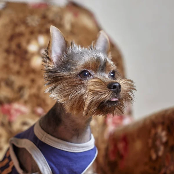 Portret ubrany Yorkshire Terrier na kanapie. Widok z przodu psa w ładny strój. — Zdjęcie stockowe