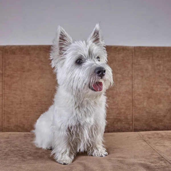 PET portréja kölyök West highland white terrier feküdt a kanapén — Stock Fotó