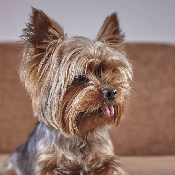 Portret siedzącego szczeniaka z Yorkshire Terrier z długim językiem — Zdjęcie stockowe