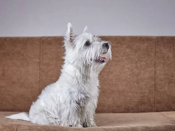 PET portret szczeniaka West Highland White Terrier leżącego na kanapie — Zdjęcie stockowe