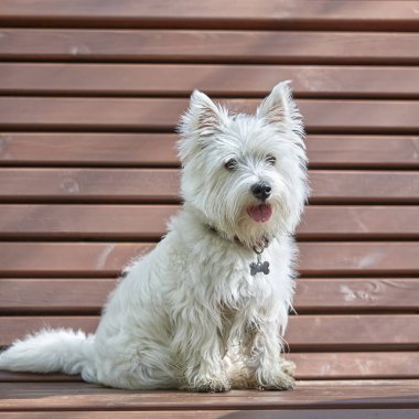 Sweet West Highland White Terrier - Westie, Westy Dog Ormanda Oyna
