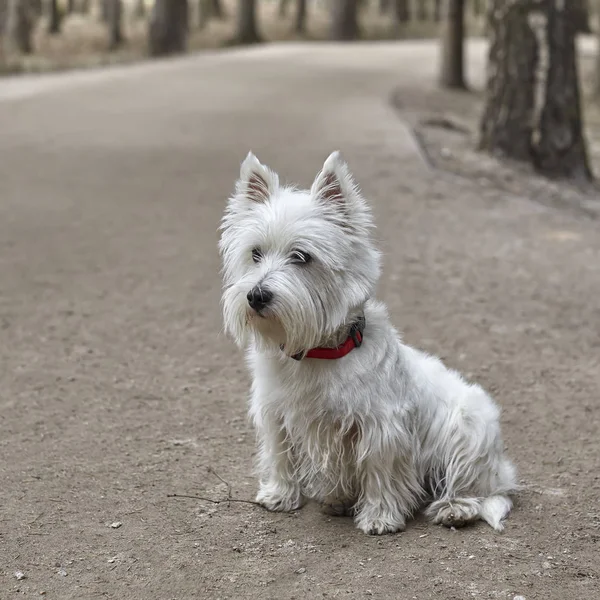 Λευκό τεριέ με γλυκό δυτικό Χάιλαντ-Westie, busty σκύλοι παίζουν στο δάσος — Φωτογραφία Αρχείου