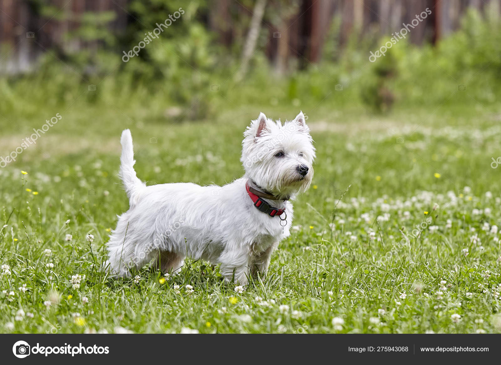 Westy chien best sale
