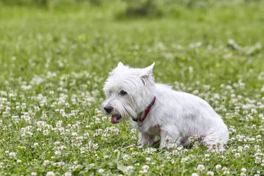 West Highland White Terrier Tatlı köpek yavrusu - Westie, Yonca çim Westy Dog Play