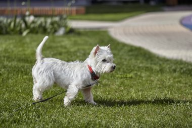 Sweet West Highland White Terrier - Westie, Westy Dog Çimenler üzerinde yürüyüş oyna