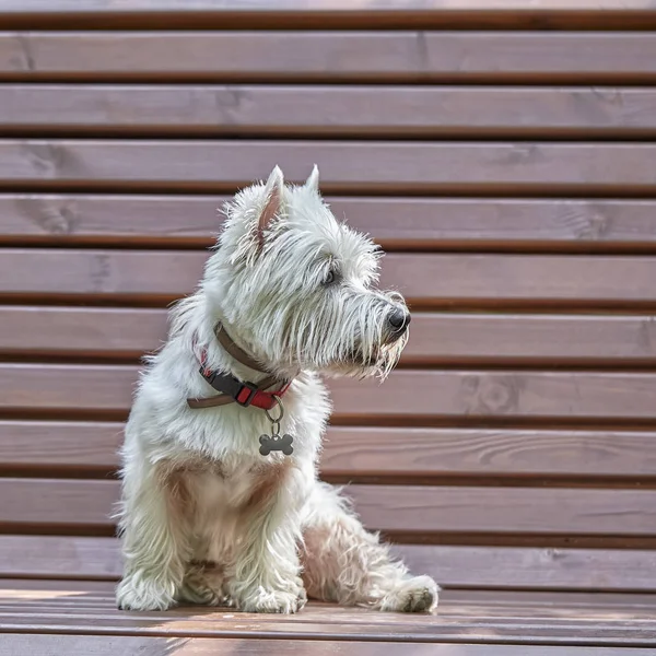 Sweet West Highland White Terrier-Westie, Westy pies siedzi na ławce — Zdjęcie stockowe
