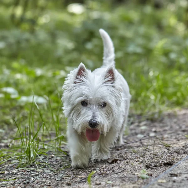 Λευκό τεριέ με γλυκό δυτικό Χάιλαντ-Westie, busty σκύλοι παίζουν στο δάσος — Φωτογραφία Αρχείου