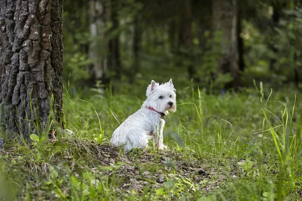 Sweet West Highland White terrier-Westie, Westy hund sitter på gräs i skogen — Stockfoto