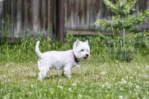 Dolce cucciolo di West Highland White Terrier - Westie, Westy Dog Gioca sull'erba di trifoglio — Foto Stock