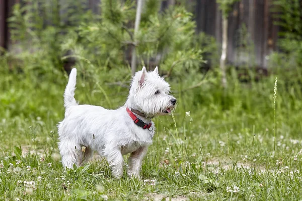 Dolce cucciolo di West Highland White Terrier - Westie, Westy Dog Gioca sull'erba di trifoglio — Foto Stock