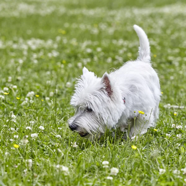Γλυκό κουτάβι του δυτικού Βουνίσι λευκό τεριέ-Westie, busty παιχνίδι σκύλου στο γρασίδι του τριφυλλιού — Φωτογραφία Αρχείου