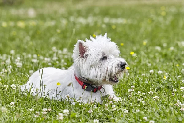 Sweet puppy of West Highland White Terrier - Westie, Westy Dog Play on clover grass — Stock Photo, Image