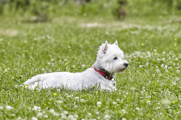 Słodki szczeniak West Highland White Terrier-Westie, Westy Dog Zagraj na trawie koniczyna — Zdjęcie stockowe