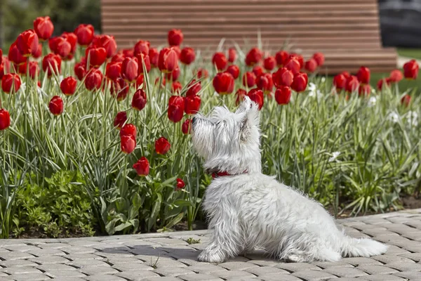 Sweet West Highland White Terrier - Westie, Westy Dog lale çiçekleri yakınında oyna
